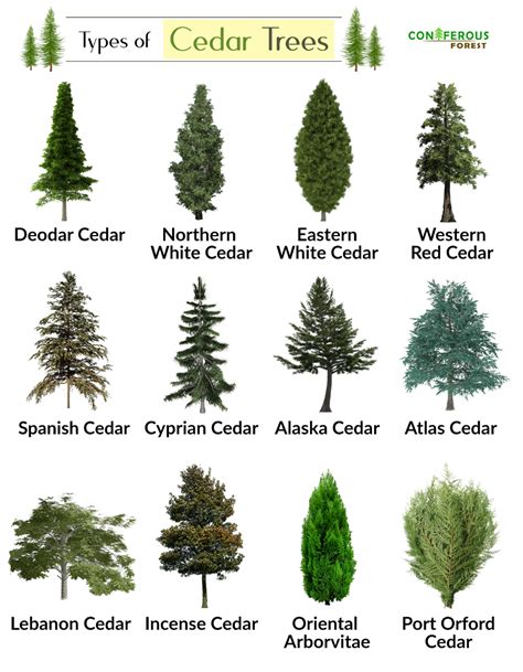 cedar stoke sfc|Cedar Information .